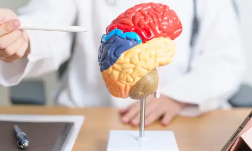 A doctor pointing with a white pen at a model of a human brain to indicate an injury.